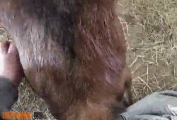 Парень трахает козу, любительское видео зоофила