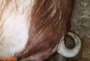 Парень трахает свинью, в домашнем зоо порно с животным