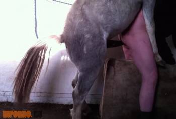 Конь изнасиловал парня в жопу. Реальное порно