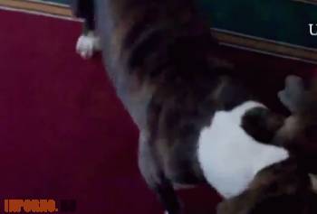 Зрелую россиянку трахает собака в пизду. Рус зоо порно тимраша