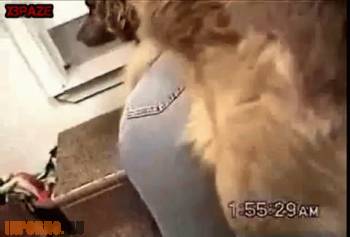 Собака студентке лижет письку и ебет ее